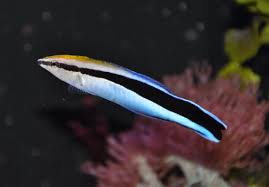 bluestreak cleaner wrasse