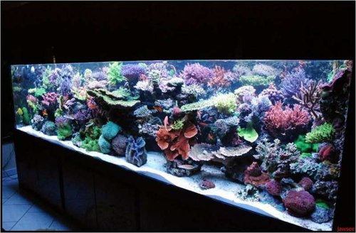 Her er det et Belgisk akvarie. Et af mine favorit akvarier. Smukt udført og naturtro farver.
