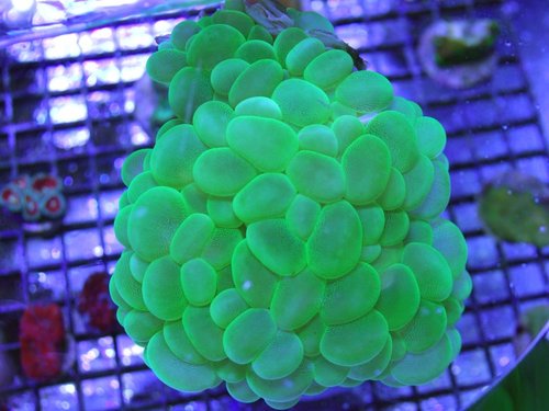 Plerogyra sinuosa  Grøn Bobble koral.