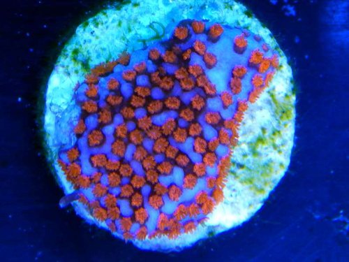 Montipora danae &quot;superman&quot;