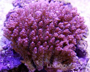 Acropora anthocercis er en ret variabel koral, der findes i flere farvevarianter (her en rød), så at Red Planet skulle være en A.anthocercis er ikke helt ved siden af. Jeg synes dog, at A.anthocercis har noget tykkere grene end ”Red Planet.