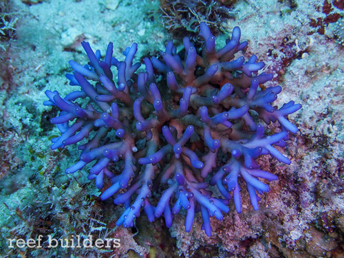 Acropora lokani.