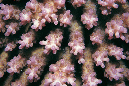 Til at begynde med tager vi et billede af den originale Acropora microclados.<br />Her en vild fra Great barrier reef.