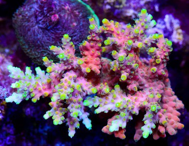 Acropora &quot;Bali shortcake&quot; fra ORA.<br />Det er altså en Acropora latistella.