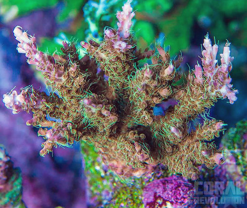 Acropora &quot;wicked orchid&quot; En LE fra Reeffarmers.