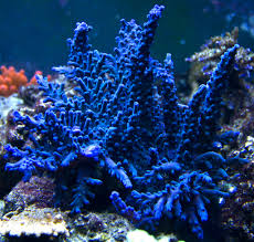 Den originale Acropora ”blue Oregon Tort”