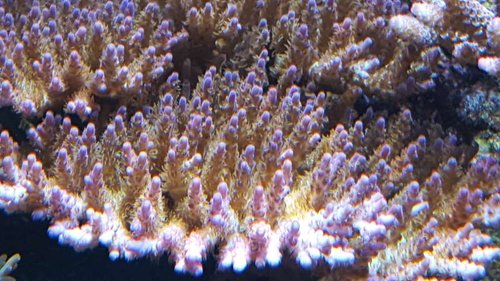 Acropora spec. Diarrhea in a clayey lavender field