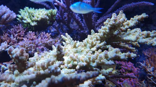 Acropora florida