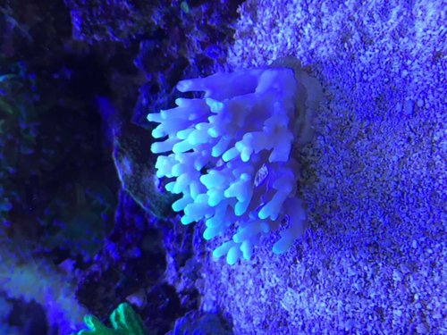 Hvilke type acropora?. Farven er lys pink med gule spidser