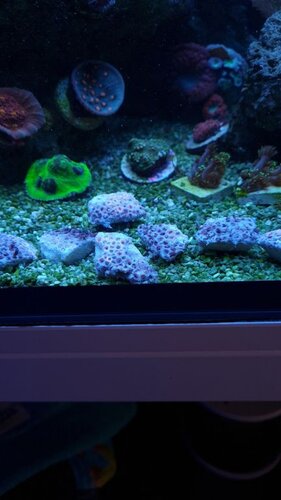 Få fragmenter fik lidt infektion, men det klarede de med et dyp i Coral Clean af Tropic Marin