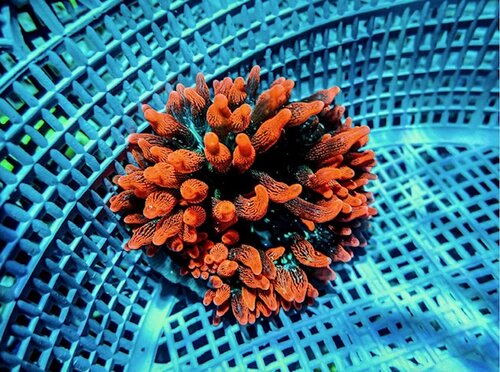 anemone 1.jpg