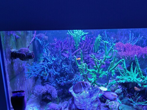 Her er korallerne tiltet. De når nu helt over til den store røde acro i midten.