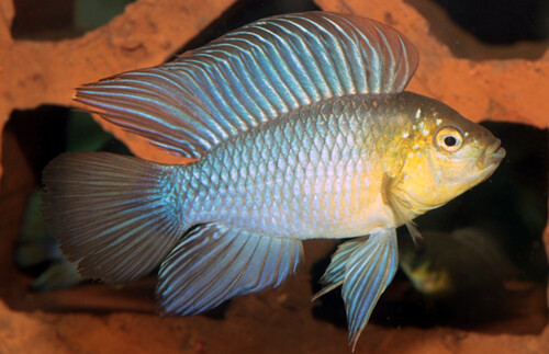 apistogramma.jpeg