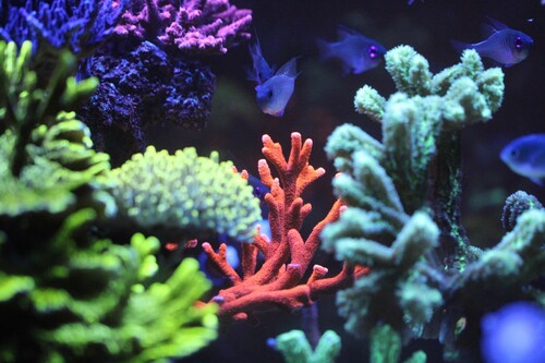 Acropora Digitada - Red.jpg