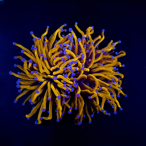 euphyllia_glabrescens_gold_torch_grade_a.jpg