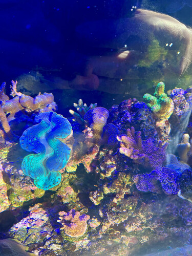 koral 8.jpg