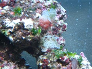 ting på sten (16.03.2009)