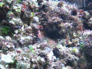 flere ting på sten (16.03.2009)