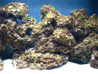 (21.03.2009) algerne kommer!!!