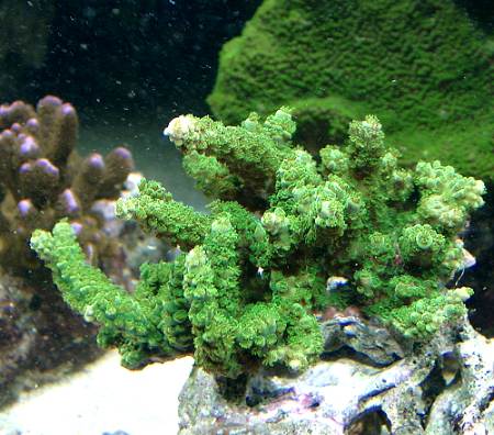 Acropora turmida.jpeg