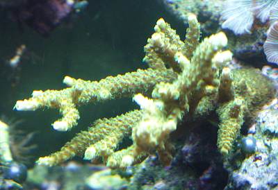 Acropora tenius.jpeg