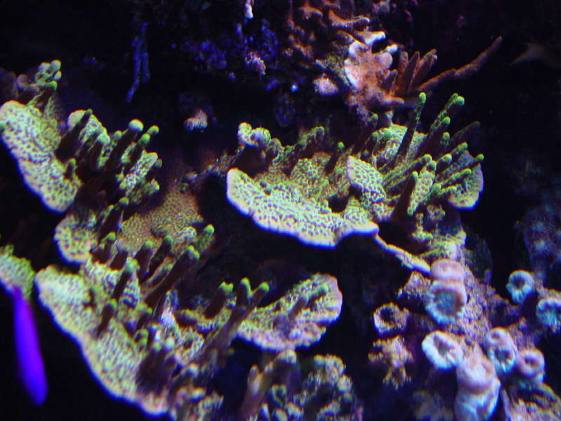 Grøn montipora 3.jpg