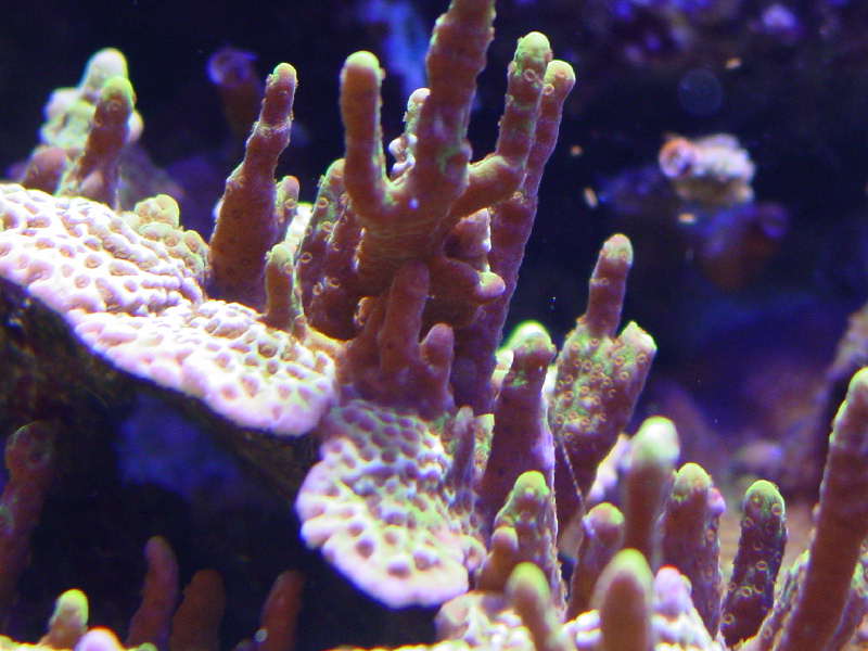 Grøn montipora 2.jpg