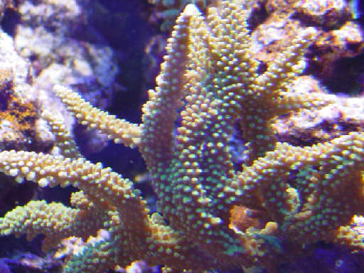 Acropora florida