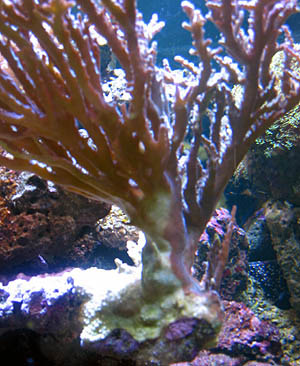 acropora_sjuk3.jpg