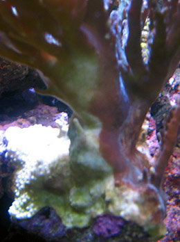 acropora_sjuk1.jpg