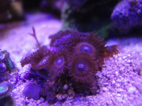 makro zoa.jpg