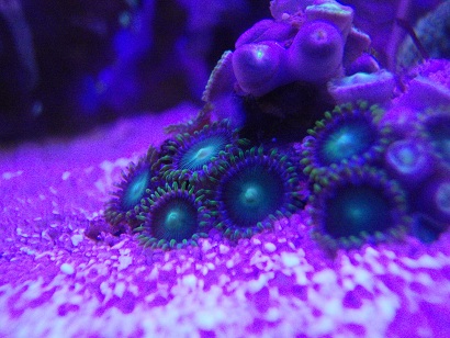 Zoas.jpg