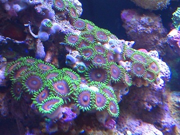 ZOA.jpg