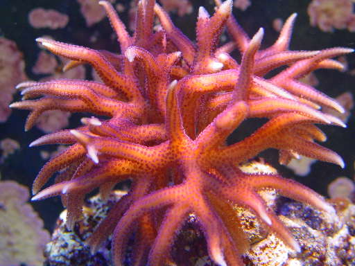 Seriatopora hystrix