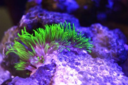 Og en lille ny koral :)