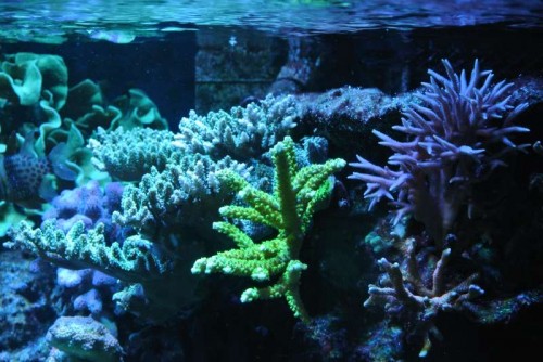 Acropora millepora (grøn), Acropora (&quot;Bali Slimer&quot;), Seriatopora hystrix og Montipora digitata (&quot;rød&quot;)