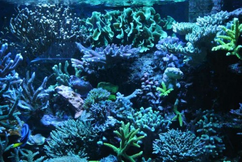 Mix af koraller