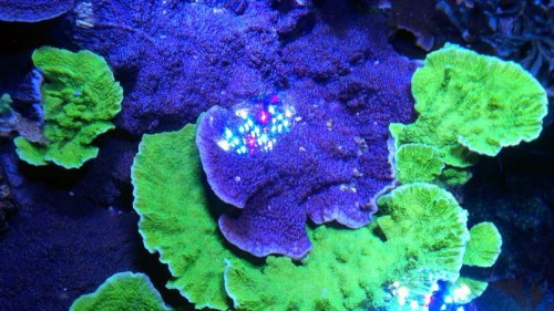 Montipora capricornis (blå og grøn)