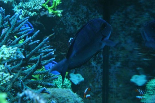 Acanthurus mata