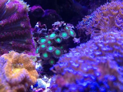 Zoa Green Hulk