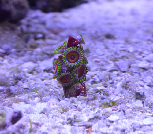 Watermelon zoa 2.png