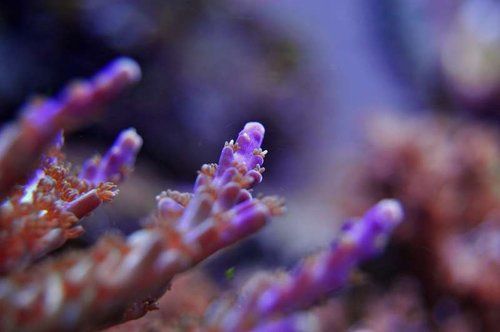 Acropora sp. (grøn med lilla spidser)