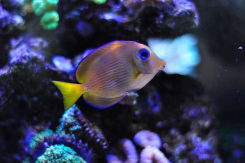 Acanthurus coeruleus