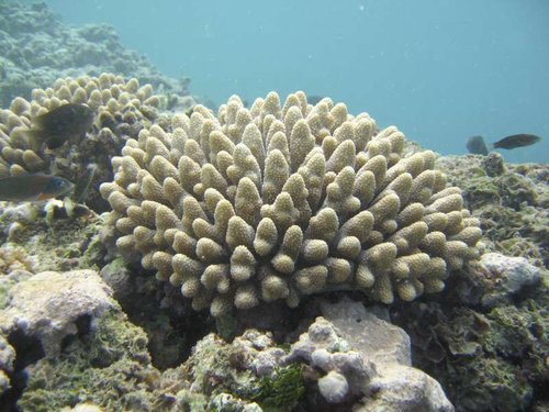 Acropora_coral_ffs.jpg