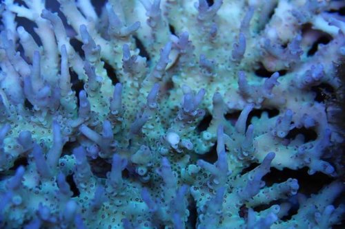 Acropora Tabletop - id ukendt