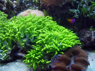 Neomeris annulata, pryd alge