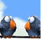Brugeravatar