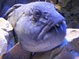 Brugeravatar