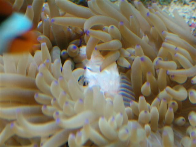 Min anemone igang med en reje.