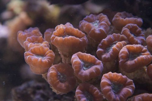 Caulastrea.jpg